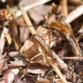 Large Bee-fly - 40d03463