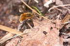 Large Bee-fly - 40d03469