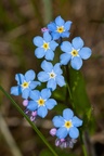 Forget-me-not Flowers - 40d03482