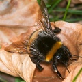 Buff-tailed Bumblebee - 40d03730