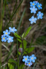 Forget-me-not Flowers - 40d03721