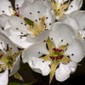 pear-blossom-sp90-g-40d03665.jpg
