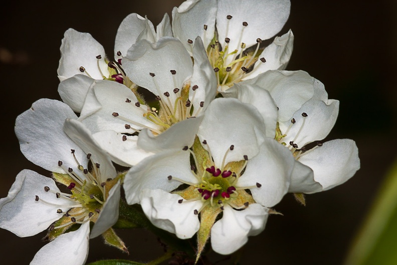 Pear Blossom - 40d03666