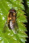 Early Epistrophe Hoverfly - 40d03684