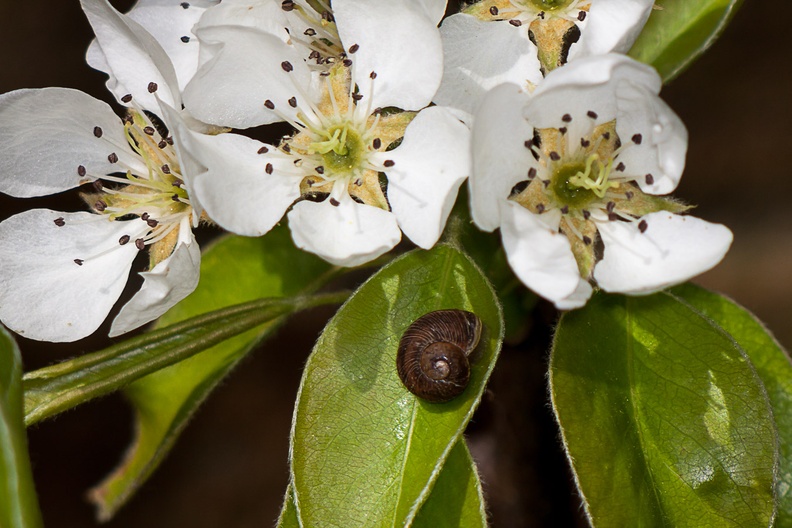 pear-blossom-snail-sp90-g-40d03787.jpg