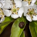 Pear Blossom and Snail - 40d03787