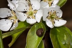 Pear Blossom and Snail - 40d03787