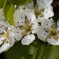 Pear Blossom - 40d03799