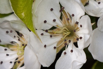 Pear Blossom - 40d03819