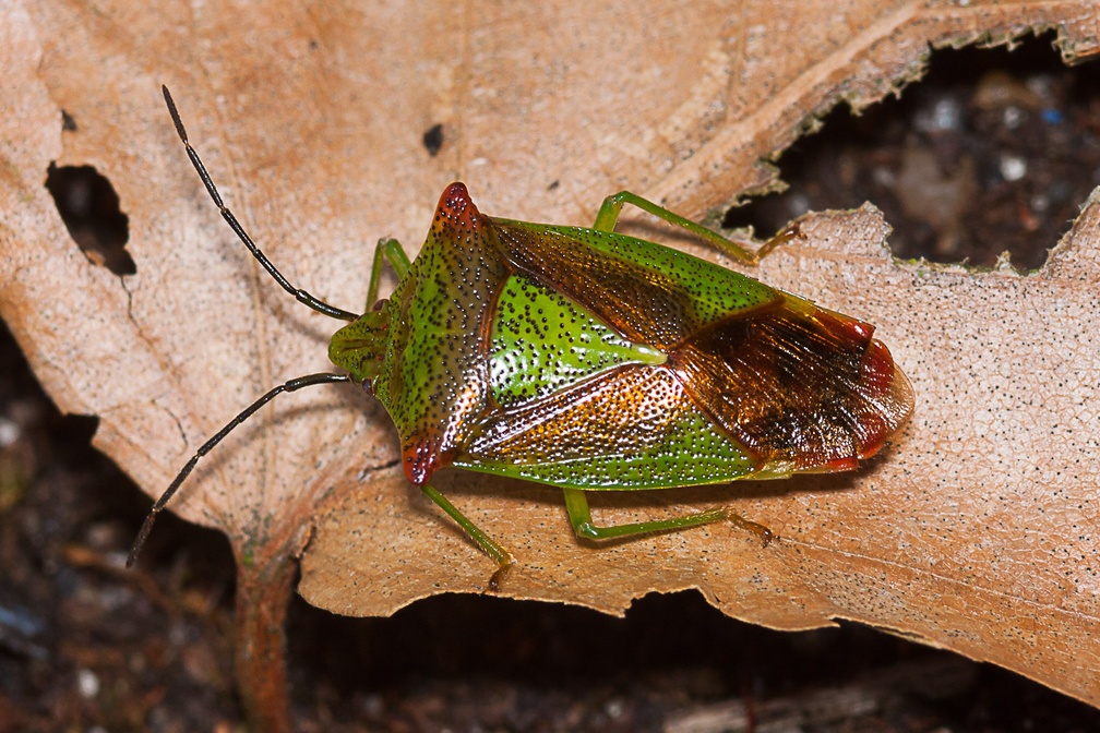 Hawthorn shield bug - 40d03973