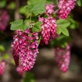 Flowering Currant Blossom - 40d-01898