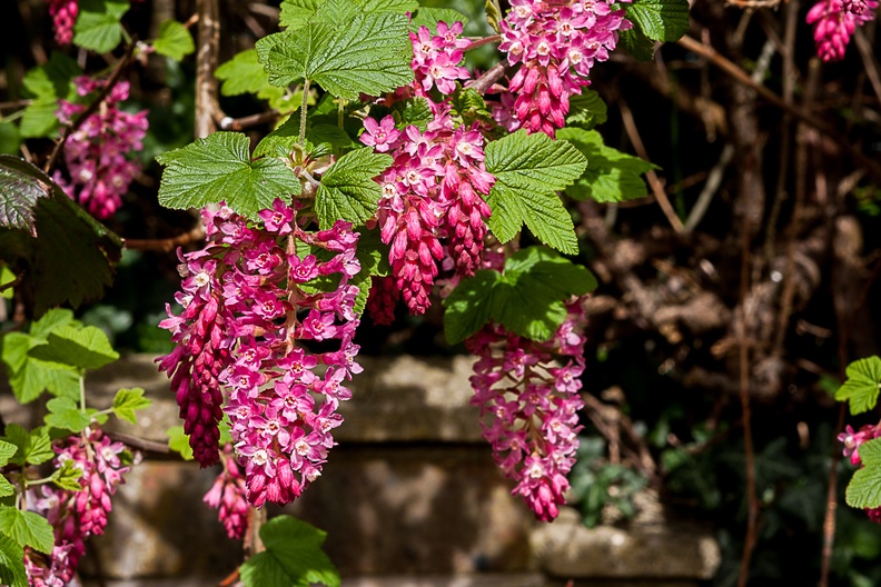 Flowering Currant in Bloom - 40d-01903