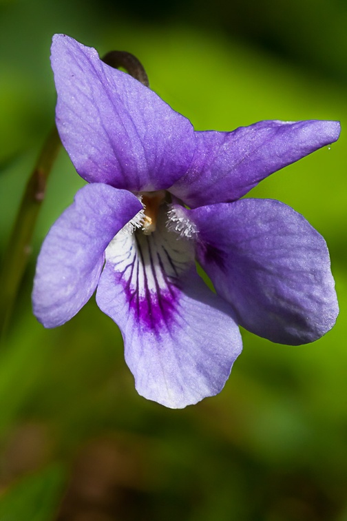 Dog Violet Flower - 40d02145