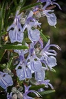 Rosemary Flowers - 40d10617