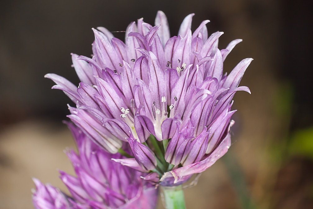 Chive Flower - 40d-10671