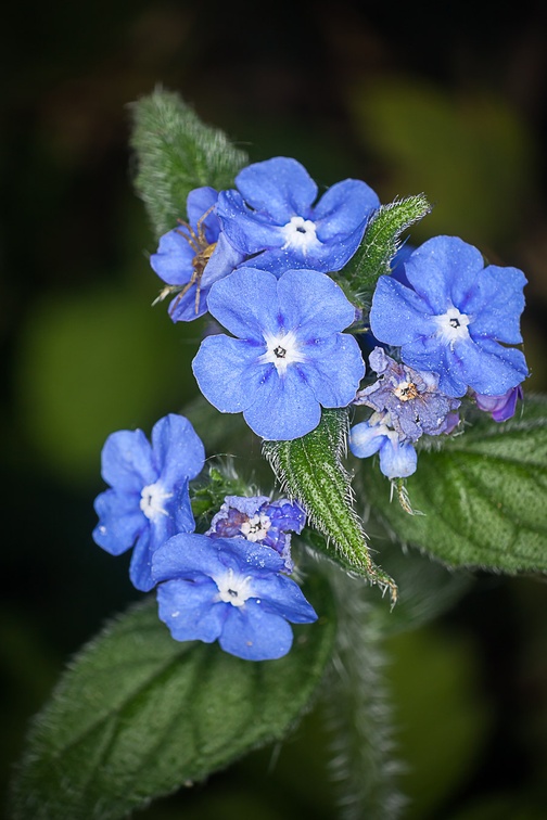 Blue Flowers of Alkanet - 40d-10674
