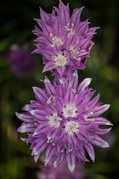 Chive Flowers - 40d-10705