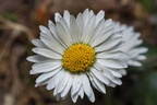 Daisy Flower - 40d-10858