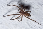 House Spider - 40d-11187
