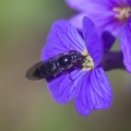 Purple Flower and Hoverfly - 400d-1001