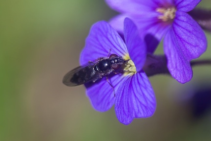 Purple Flower and Hoverfly - 400d-1001