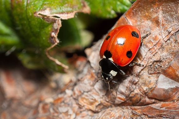Seven Spot Ladybird - 40d11274