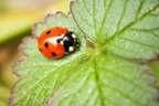 Seven Spot Ladybird - 40d11256