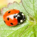 Seven Spot Ladybird - 40d11257