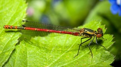 Large Red Damselfly - 40d11059