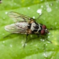 Anthomyia sp Fly - 40d11135