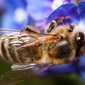 Honey Bee Close Up - 40d11130