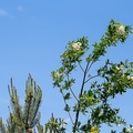 Rowan Blossom - 6d5926