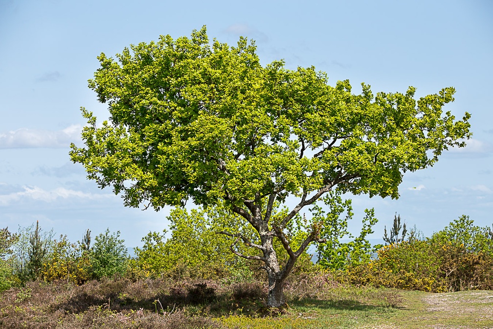 Oak Tree - 6d5914