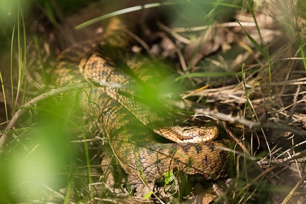Female Adder Snake - 6d6008