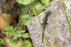 Viviparous Lizard - 6d5930