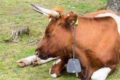 Cow with Tracking Device - 6d6024