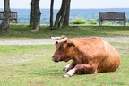 Sleepy Cow - 6d6026