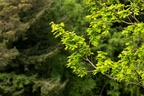 Oak Leaves - 6d6015