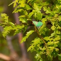 Green Hairstreak Butterfly - 6d6028