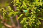 Green Hairstreak Butterfly - 6d6028