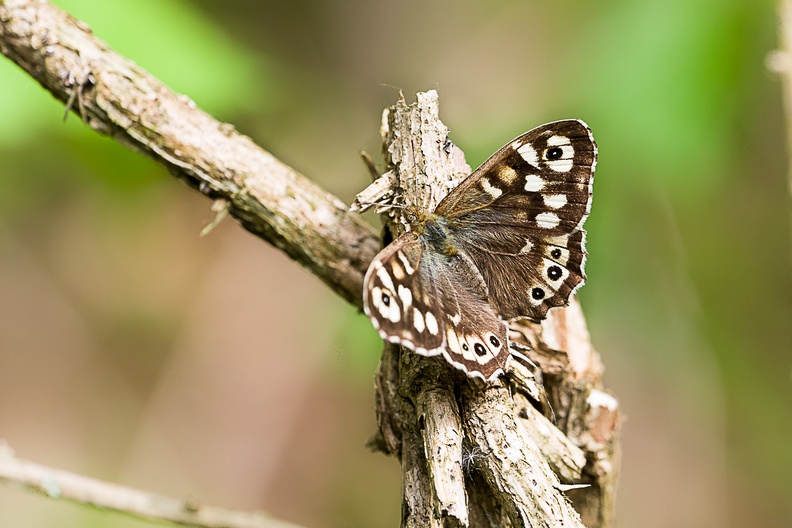 Speckled Wood Butterfly - pk110340