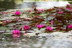 Water Lilies - 6d6679