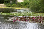 Water Lilies - 6d6678