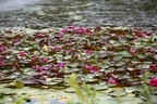 Water Lilies - 6d6677