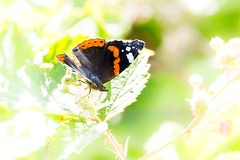Red Admiral - 6d6794