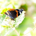 Red Admiral - 6d6794