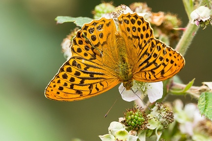Silver-washed Fritillary - c6d7260