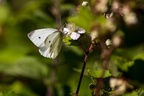 Small White Butterfly - 6d6772