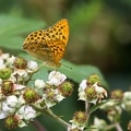 Silver-washed Fritillary - 6d7285