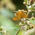 Silver-washed Fritillary - 6d7260